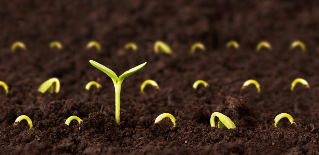 One plant growing tall among many small sprouts on dirt.