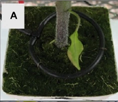 observation plant with no ozone