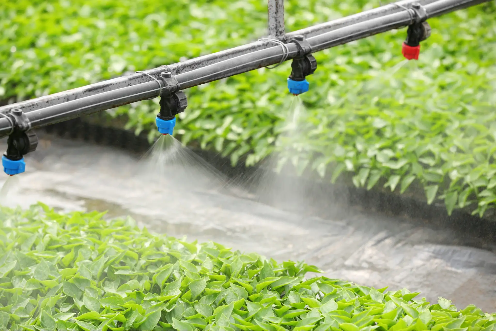 A hydroponic system demonstrating direct application of water and nutrients to plants' roots, showcasing efficient and controlled cultivation for optimal growth and yield.