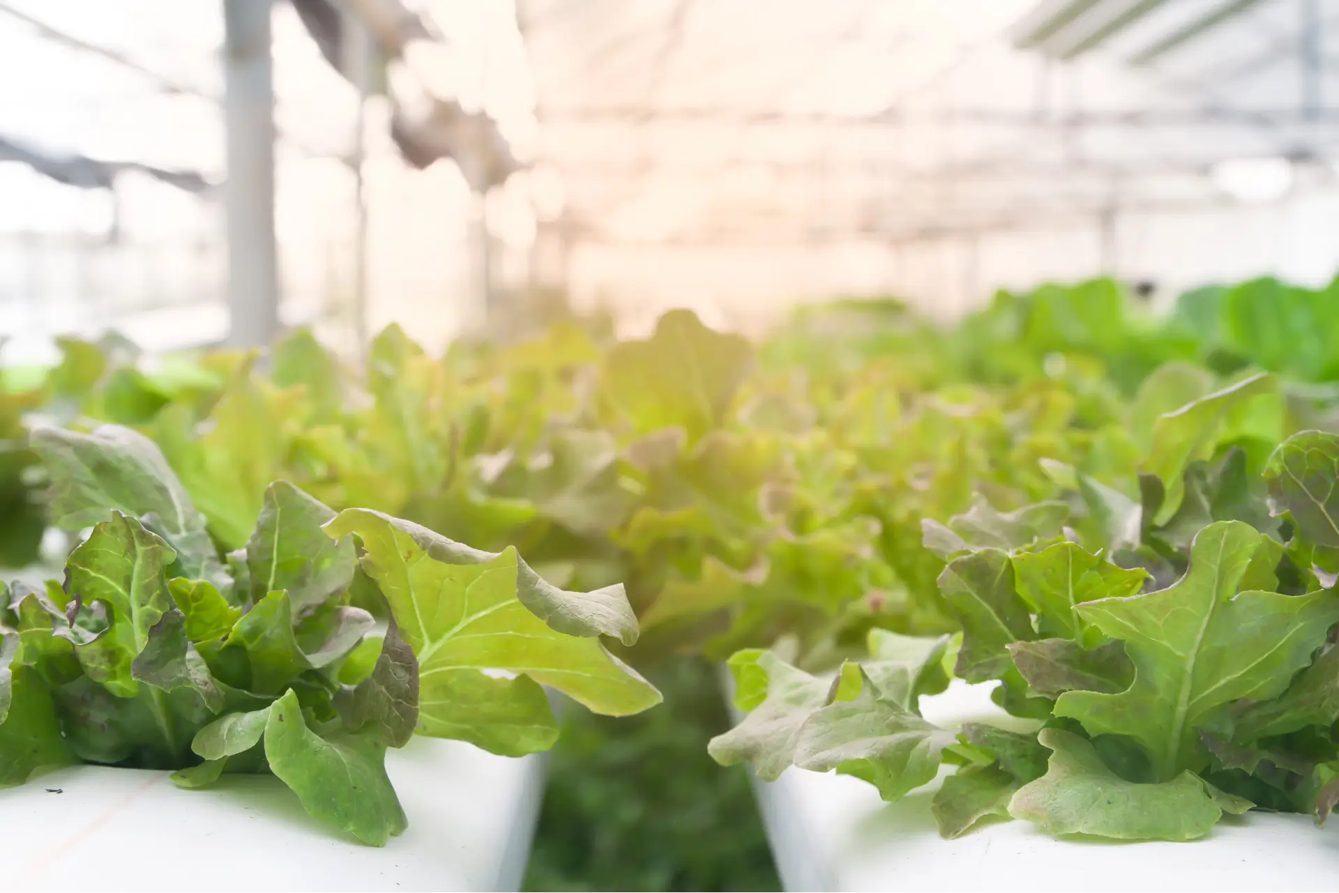 Lush green plants flourishing inside a greenhouse equipped with ozone disinfection technology, showcasing the synergy of sustainable agriculture and advanced sanitation for optimal plant growth and health.