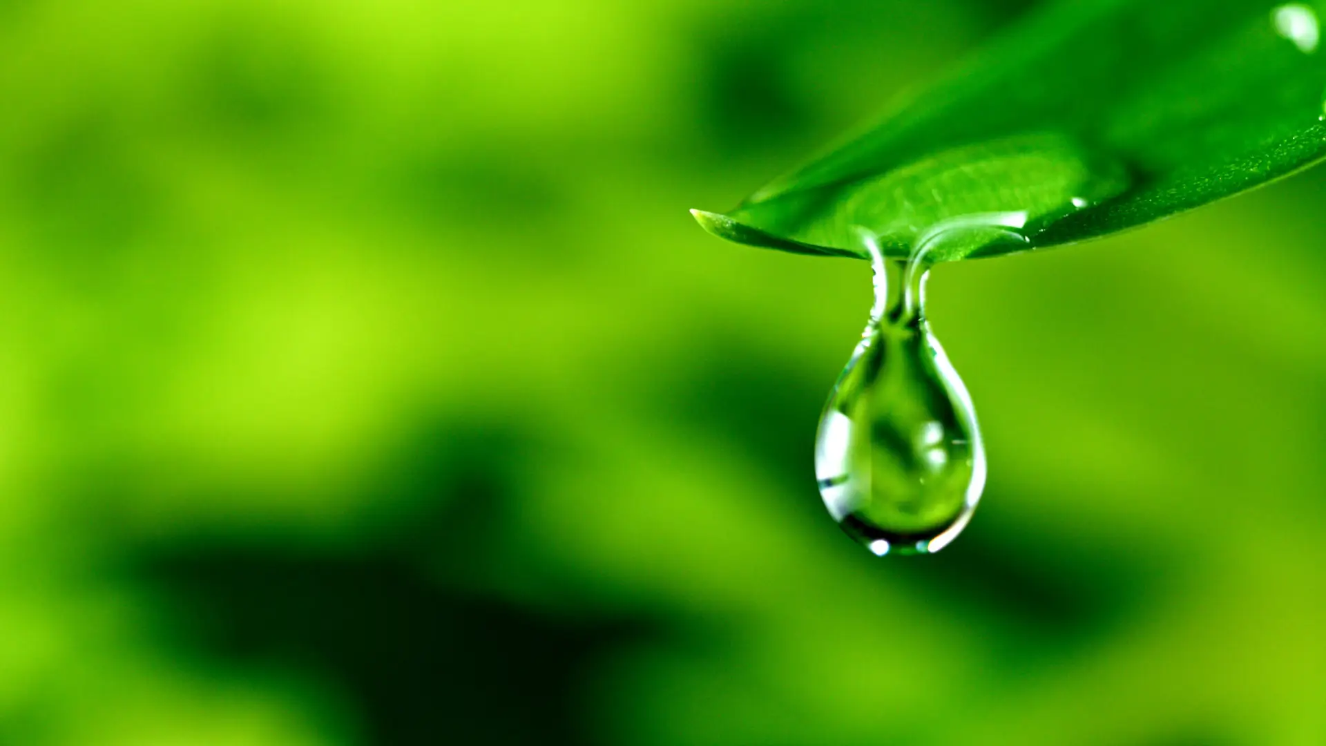 waterdrop falling of the leaf with green background