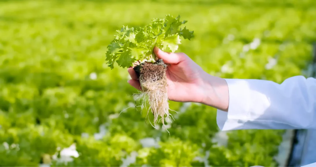 A hand gently cradling the roots of a plant, emphasizing the care and attention given to nurturing healthy root systems for robust plant growth and vitality.