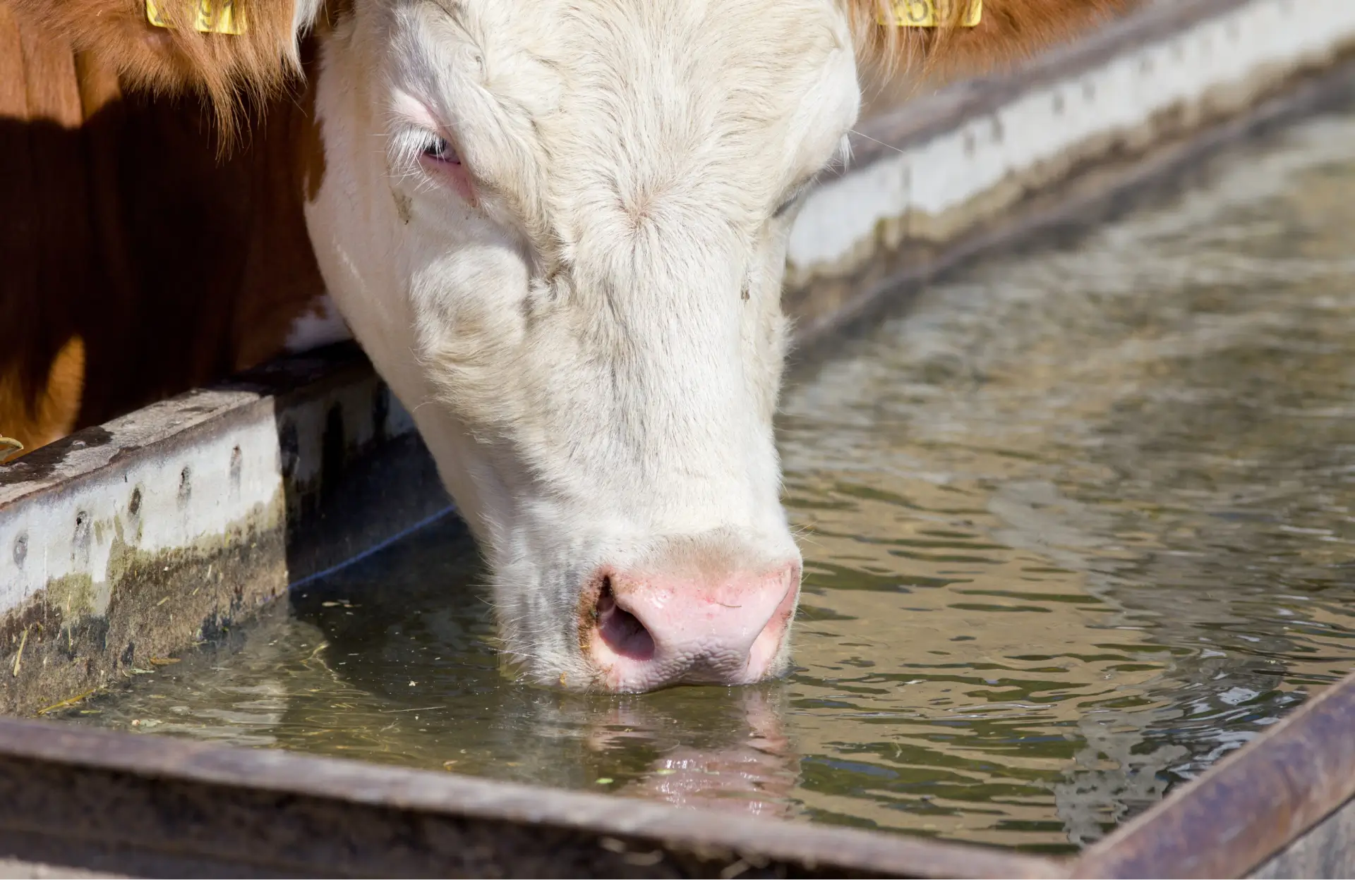 A brown cow drinking water from a trough, depicting a moment of hydration and nourishment in the life of livestock.