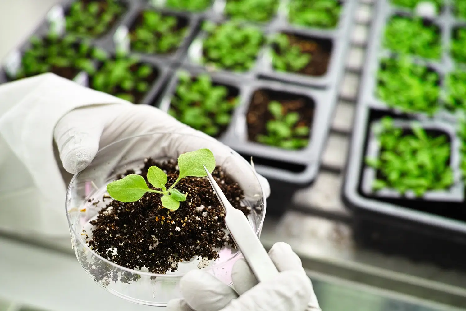 A person implementing fertigation strategies by incorporating nutrients directly into the irrigation system, demonstrating innovative methods to enhance plant nutrition and growth efficiently.