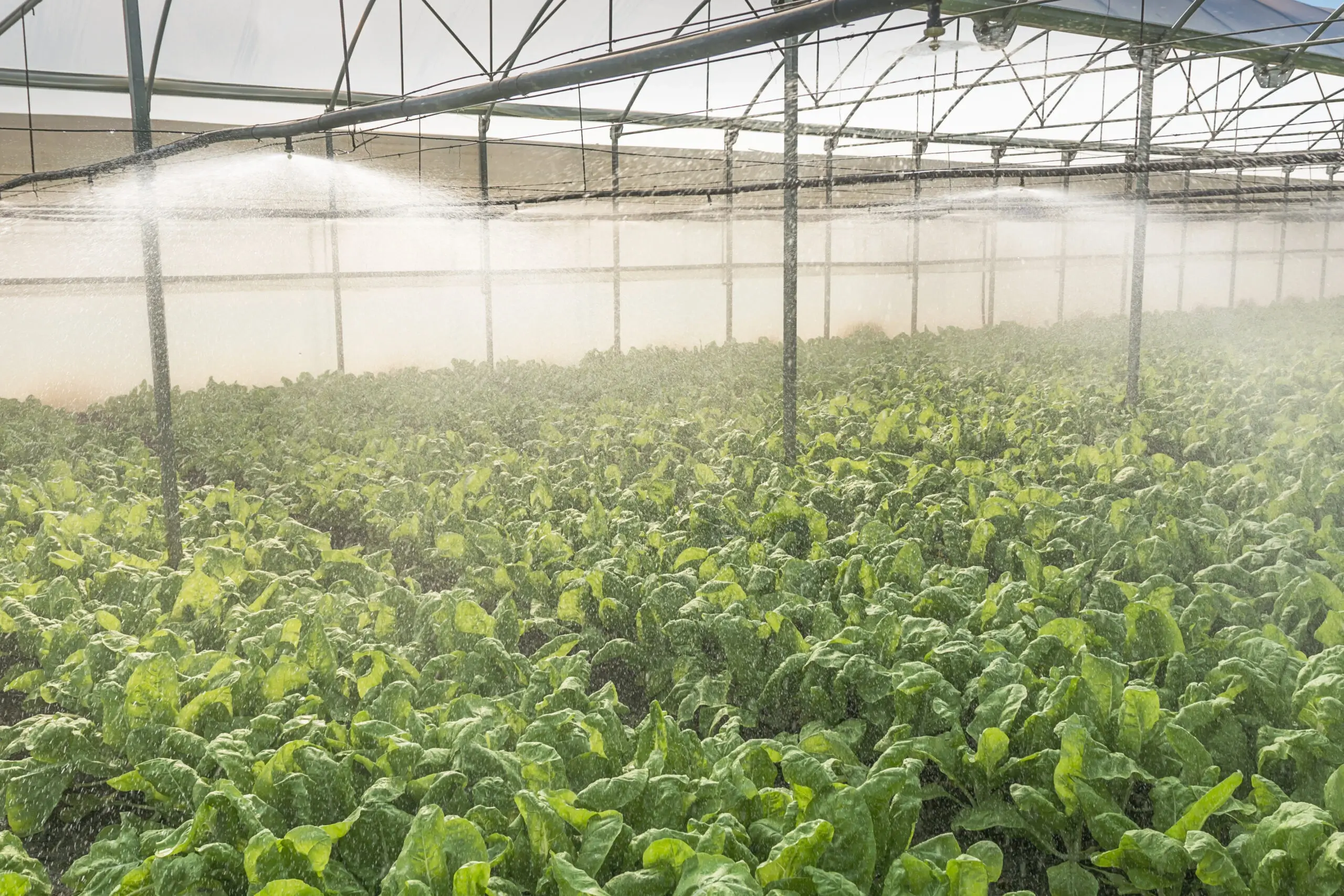 A mechanized fertilization apparatus dispersing nutrients onto fields of crops, showcasing efficient agricultural practices for promoting plant health and maximizing yields.