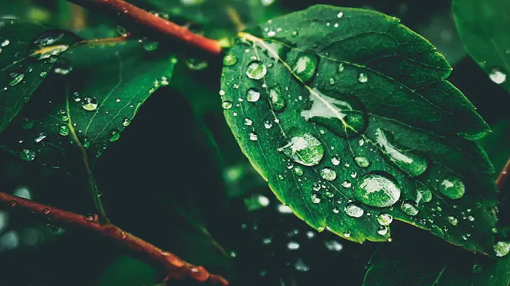 Water droplets delicately resting on a lush green leaf, capturing the beauty of nature's hydration process and the resilience of plant life.