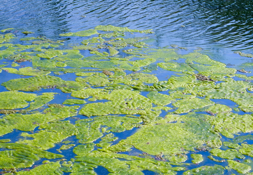 a lake with a bunch of lilypads covering the surface