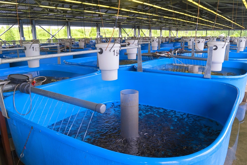 tanks being treated being ready for livestock