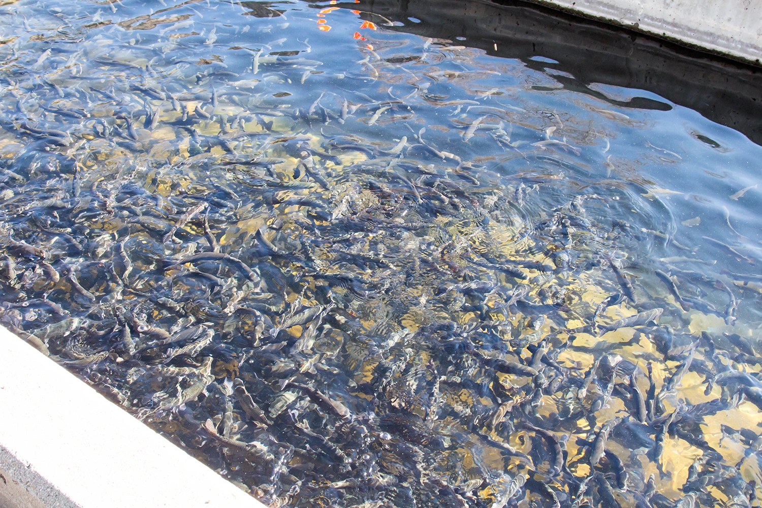 a massive tank for hatcheries of fish