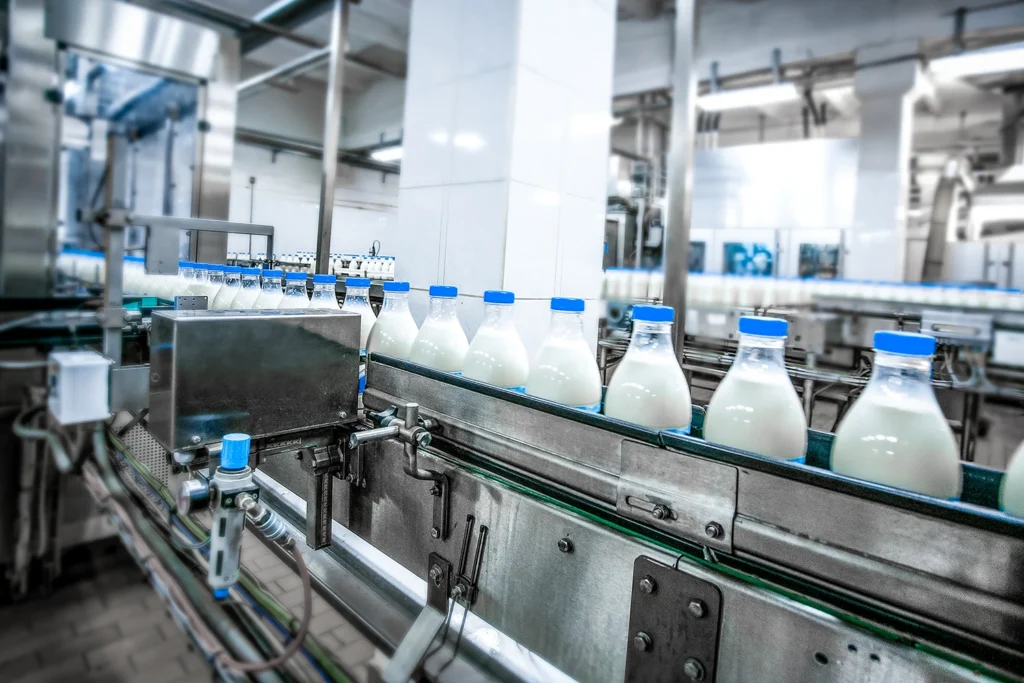 milk being bottled and sent down a conveyor belt