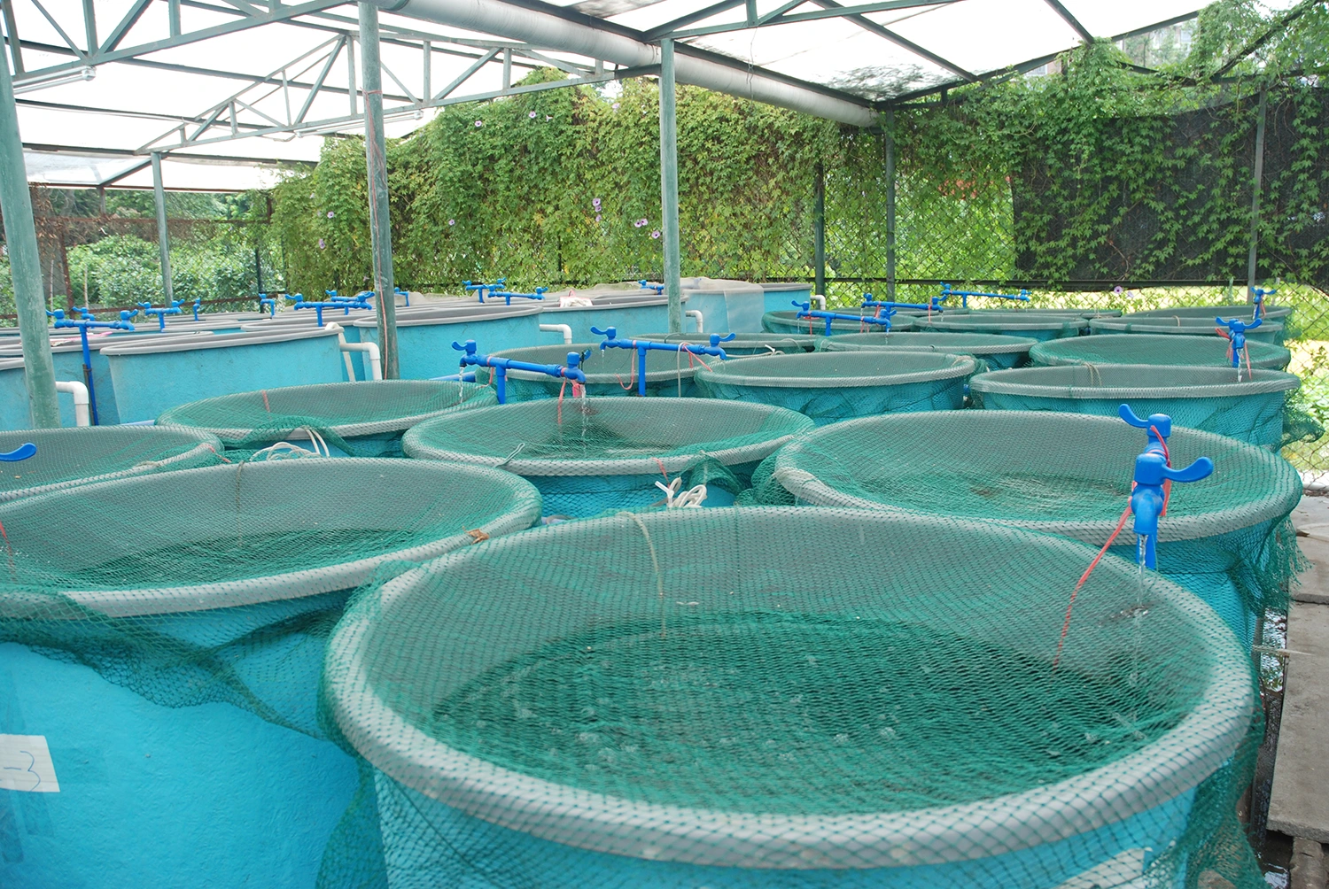 a bunch of tanks filled with dirty water being treated