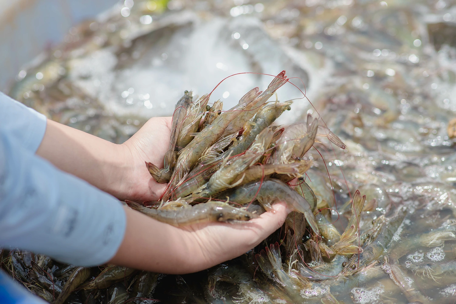 person holding a pile of shellfish