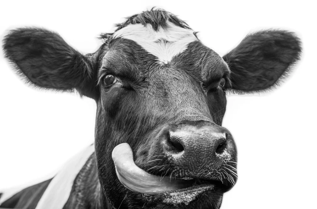 a black and white picture of a cow