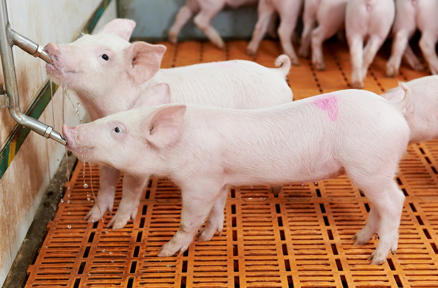 pigs drinking some freshly cleaned water