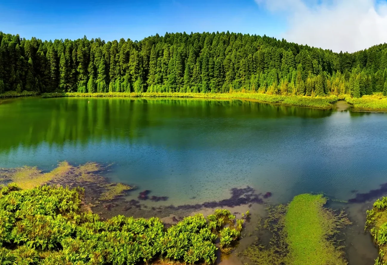 a view of a lake with a ton of green trees surrounding it