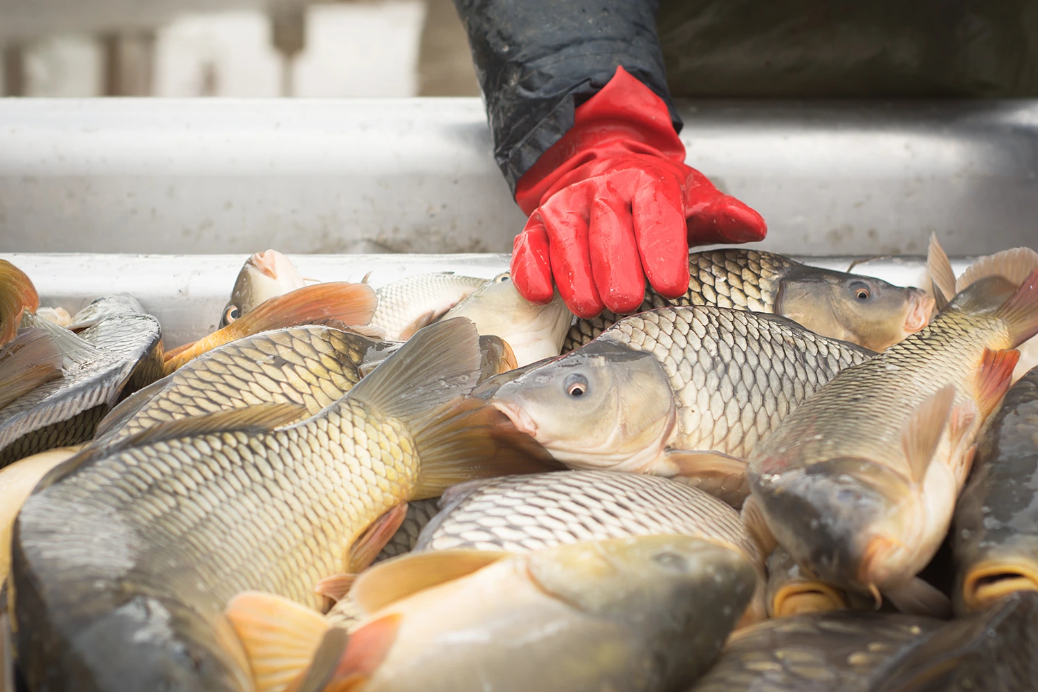 man touching fish in a container of a ton of other fish