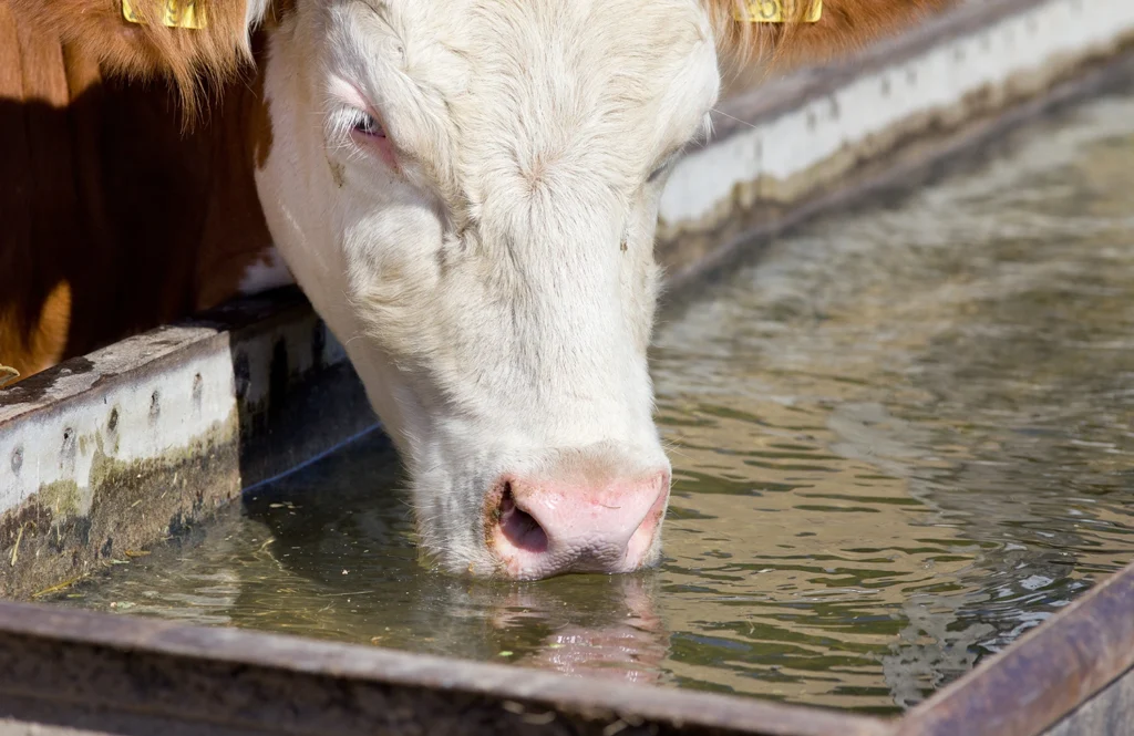 a cow drinking some clean water