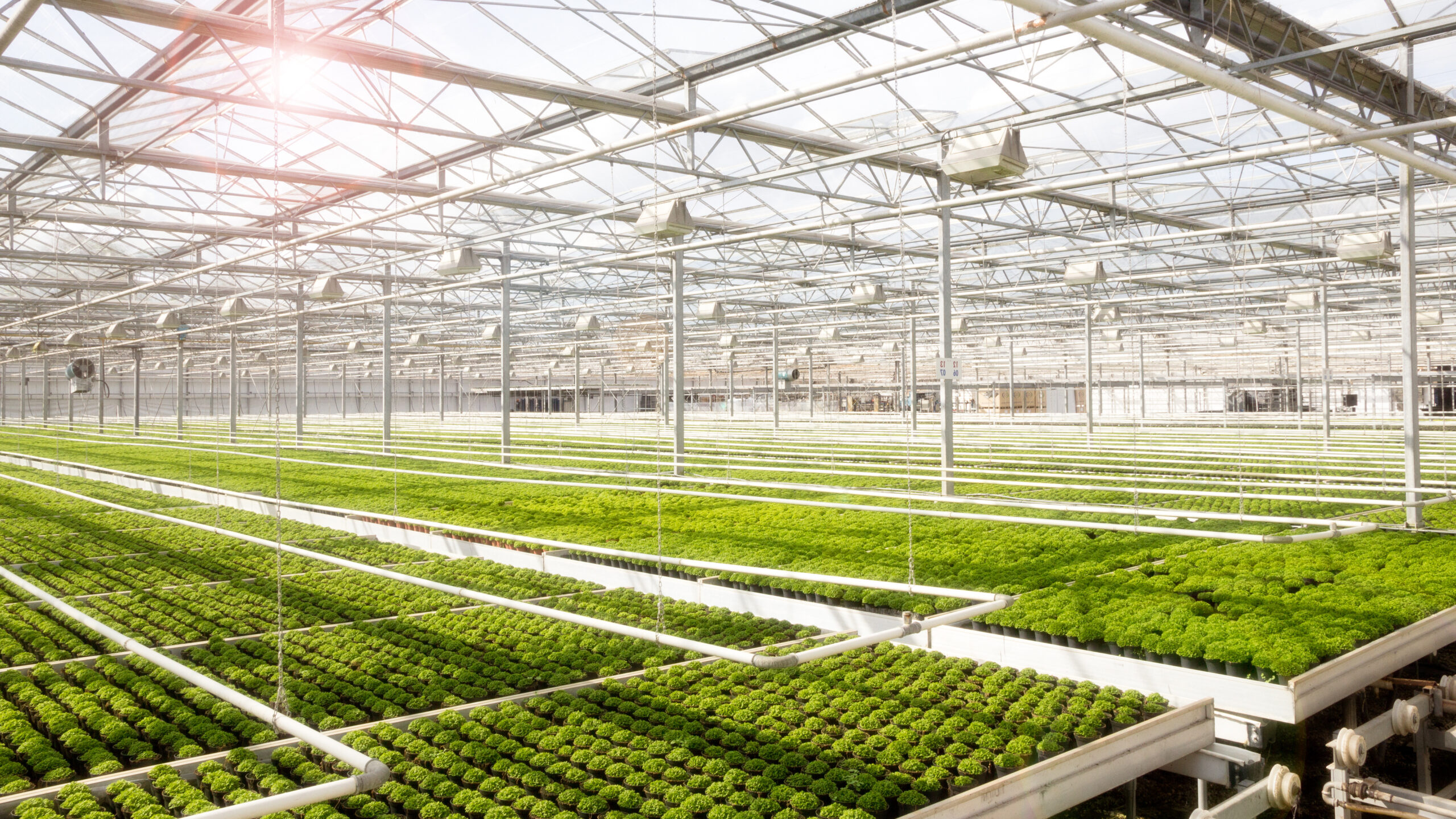 Greenhouse crops being watered