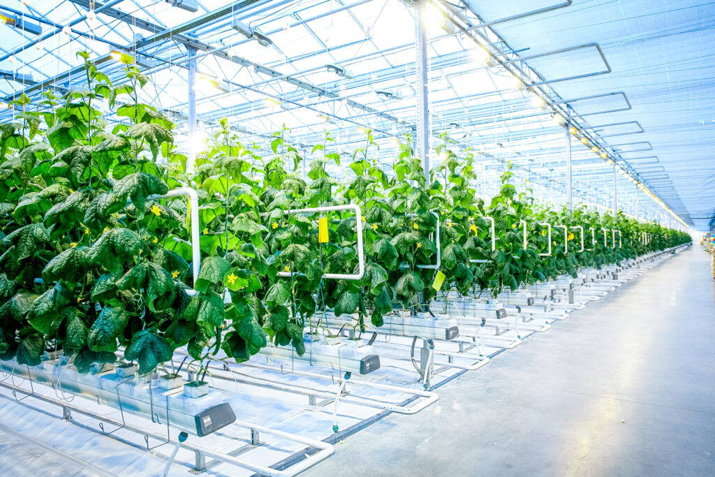 Green crop in modern greenhouse full of ligh in modern agriculture factory