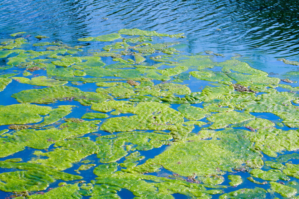 a water spot with algae