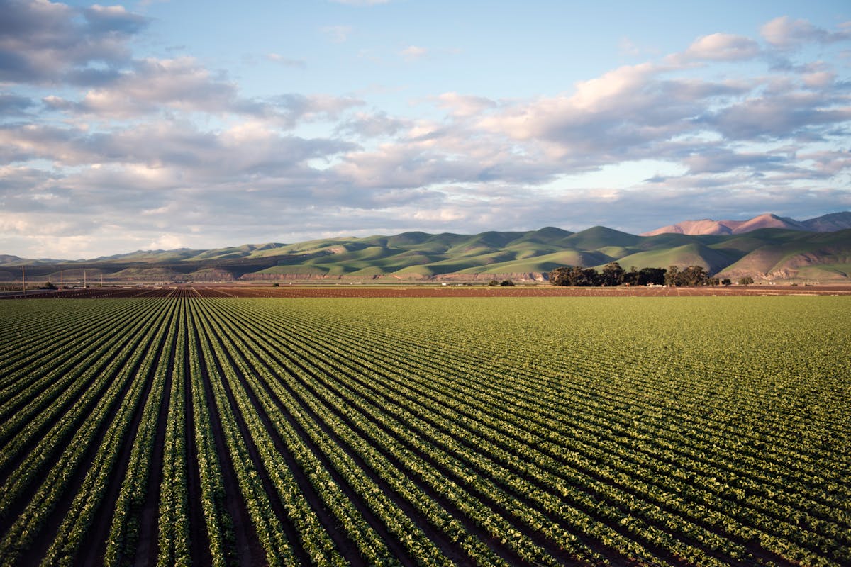 a large field of crops