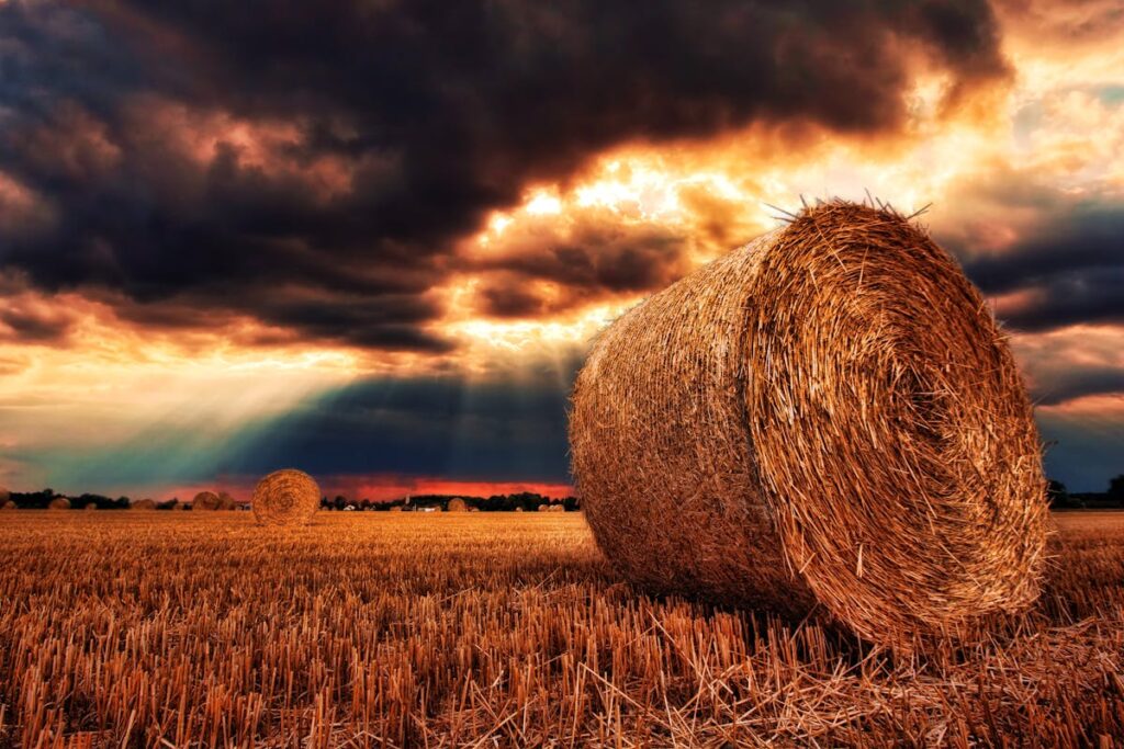 a bail of hay sitting in a field of wheat