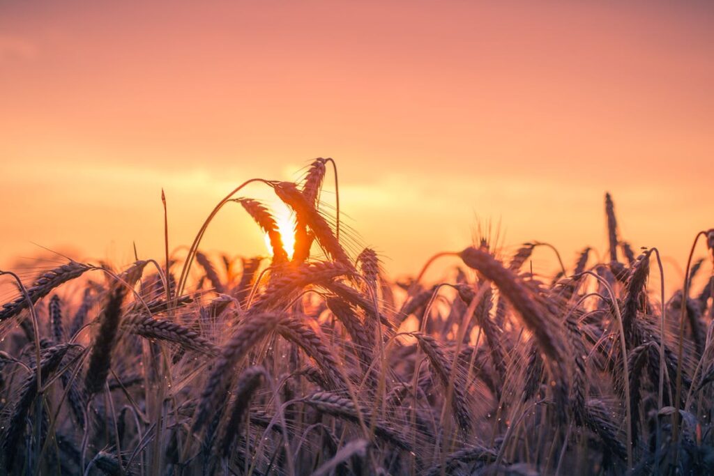 some wheat chilling in a field with a sunset in the backround