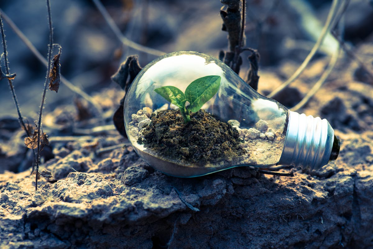 a light bulb with plant and soil inside it