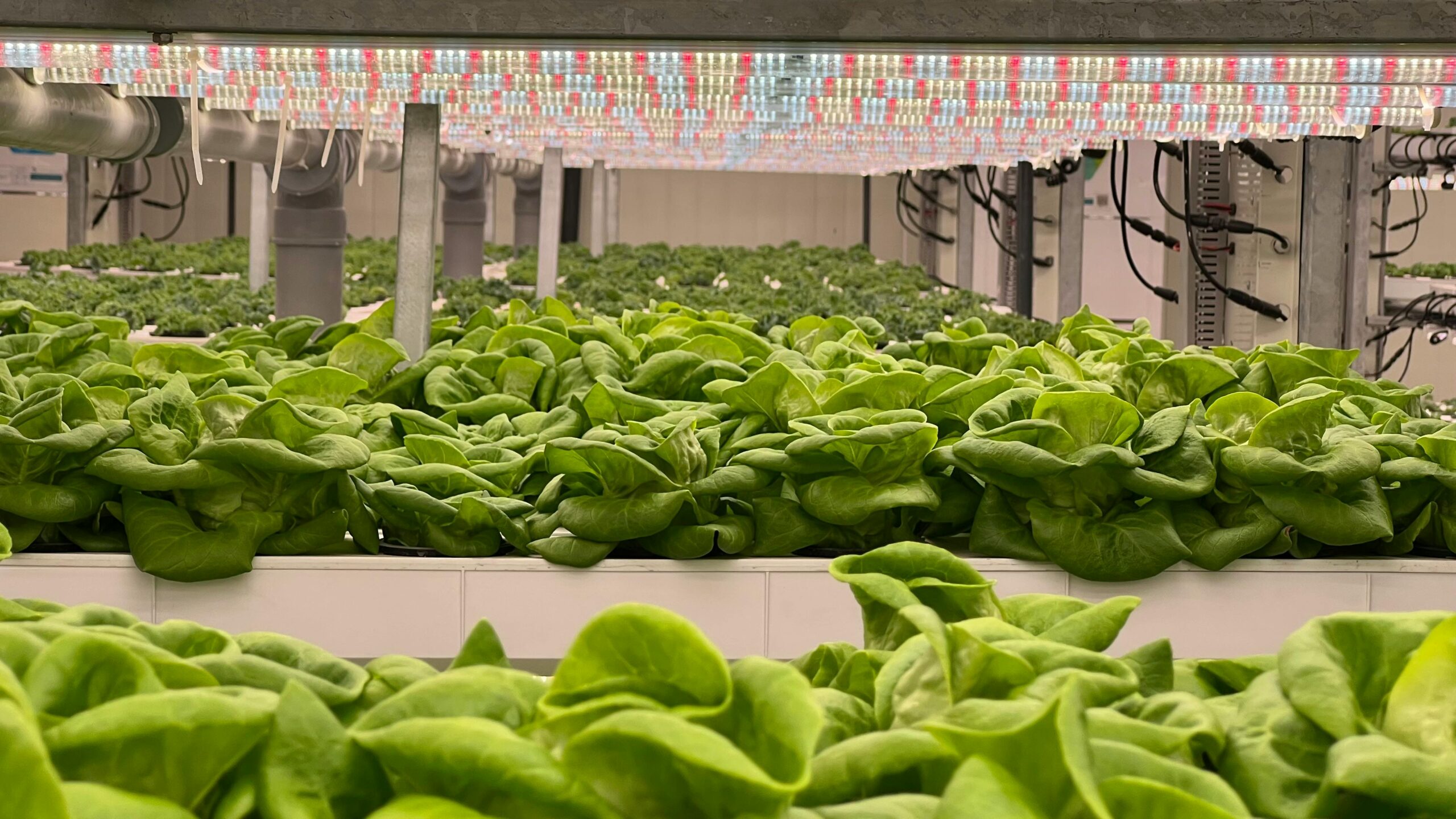 Indoor hydroponic farm growing rows of leafy green lettuce under LED grow lights in a controlled environment.