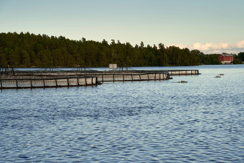 Fish swimming in clear ozone-treated water inside an aquaculture facility