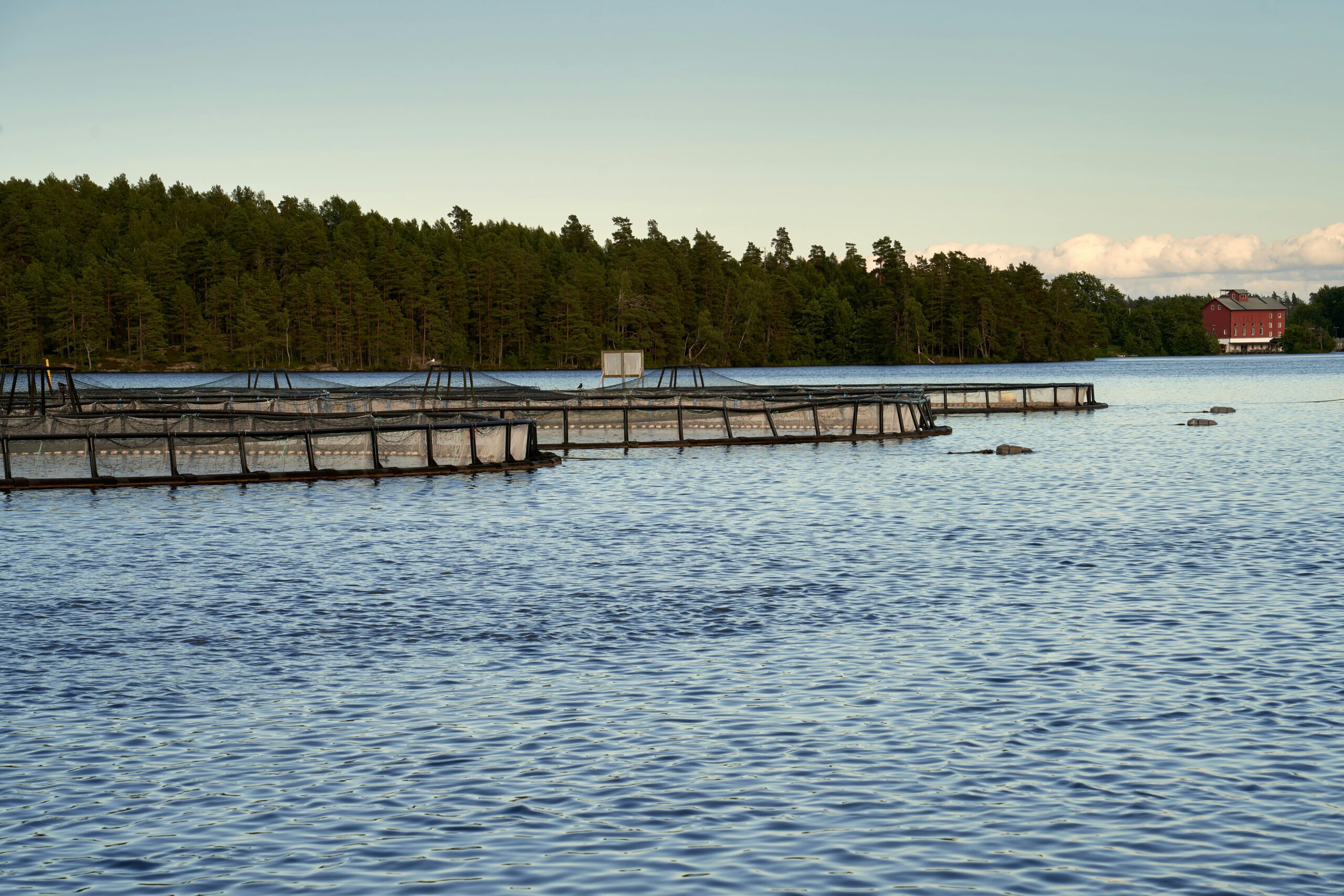 Fish swimming in clear ozone-treated water inside an aquaculture facility