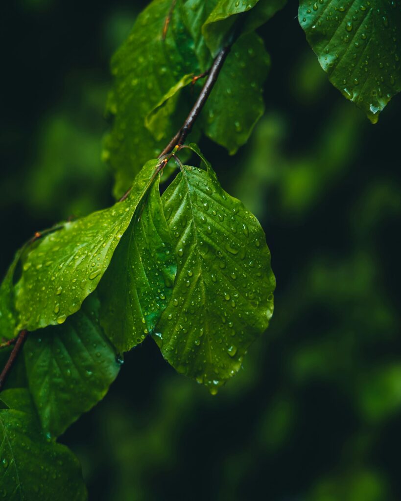 Close-up of green leaves on a branch covered in water droplets, with a soft blurred background.