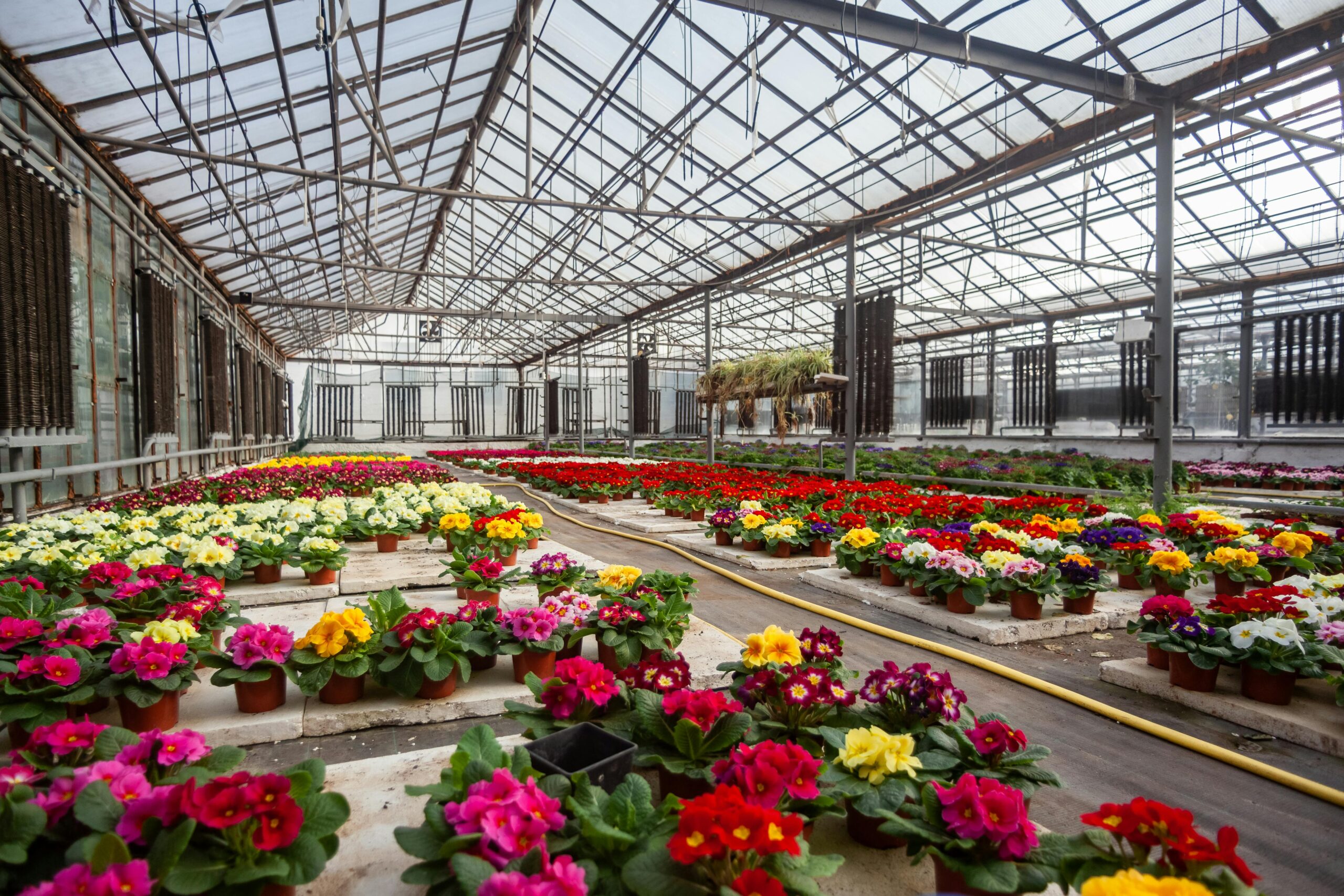 Large greenhouse interior filled with rows of colorful potted flowers arranged on benches, with metal framing and irrigation hoses visible.