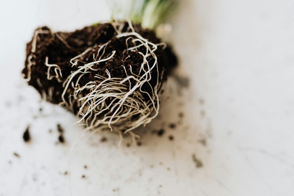 Close-up of a plant root ball with white tangled roots and dark soil, showing root growth and structure.