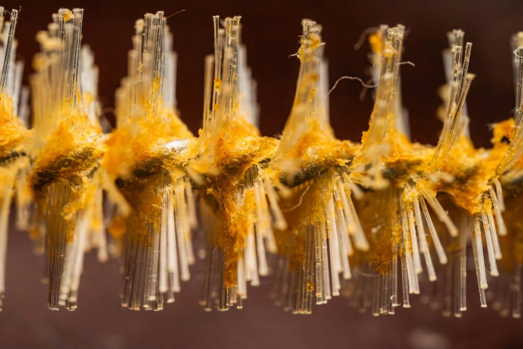 Macro close-up of a fibrous brush or material with translucent bristles coated in sticky orange residue.