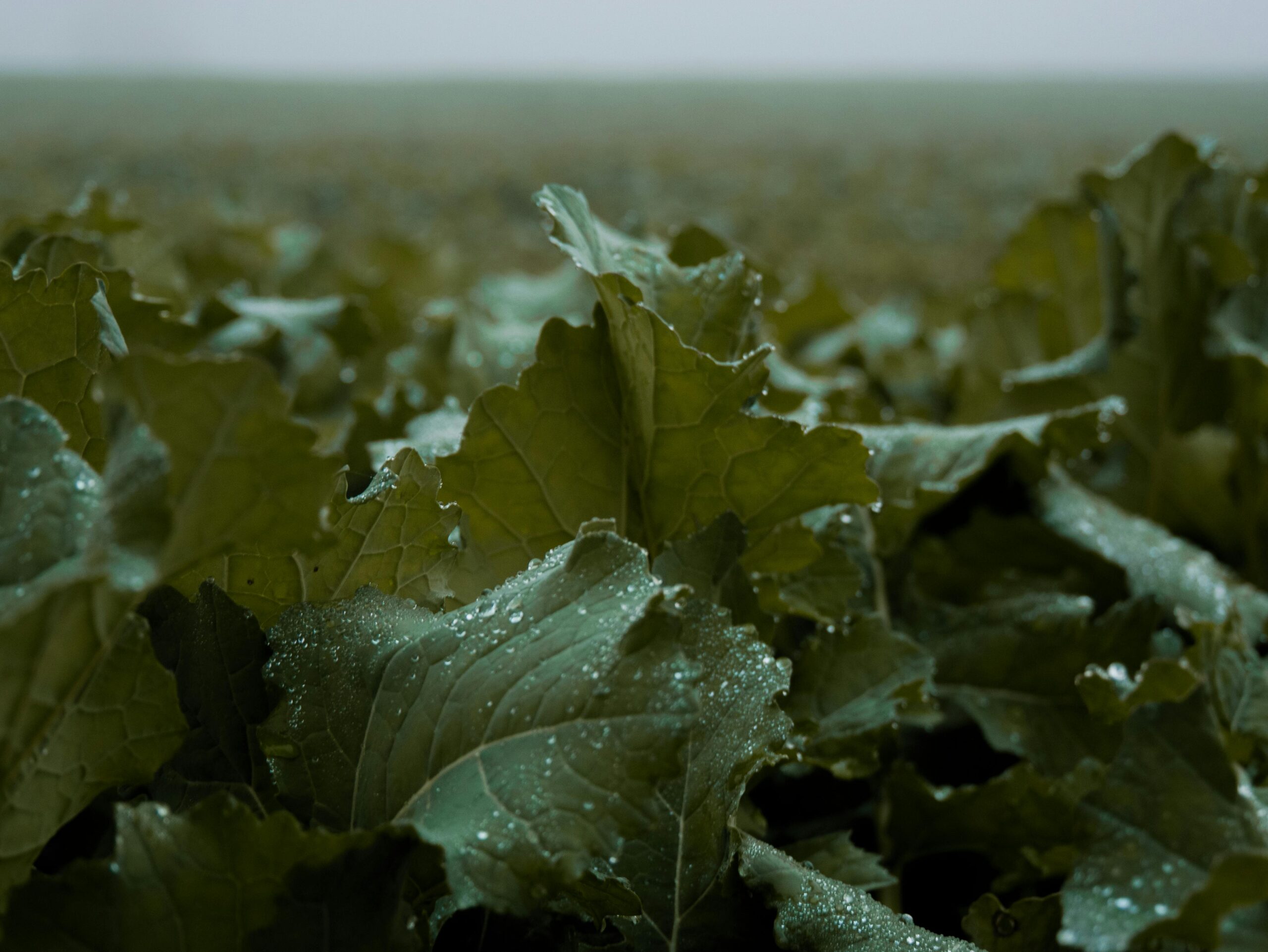 Close-up of leafy green crops in a field covered with morning dew, with a soft, blurred horizon in the background.