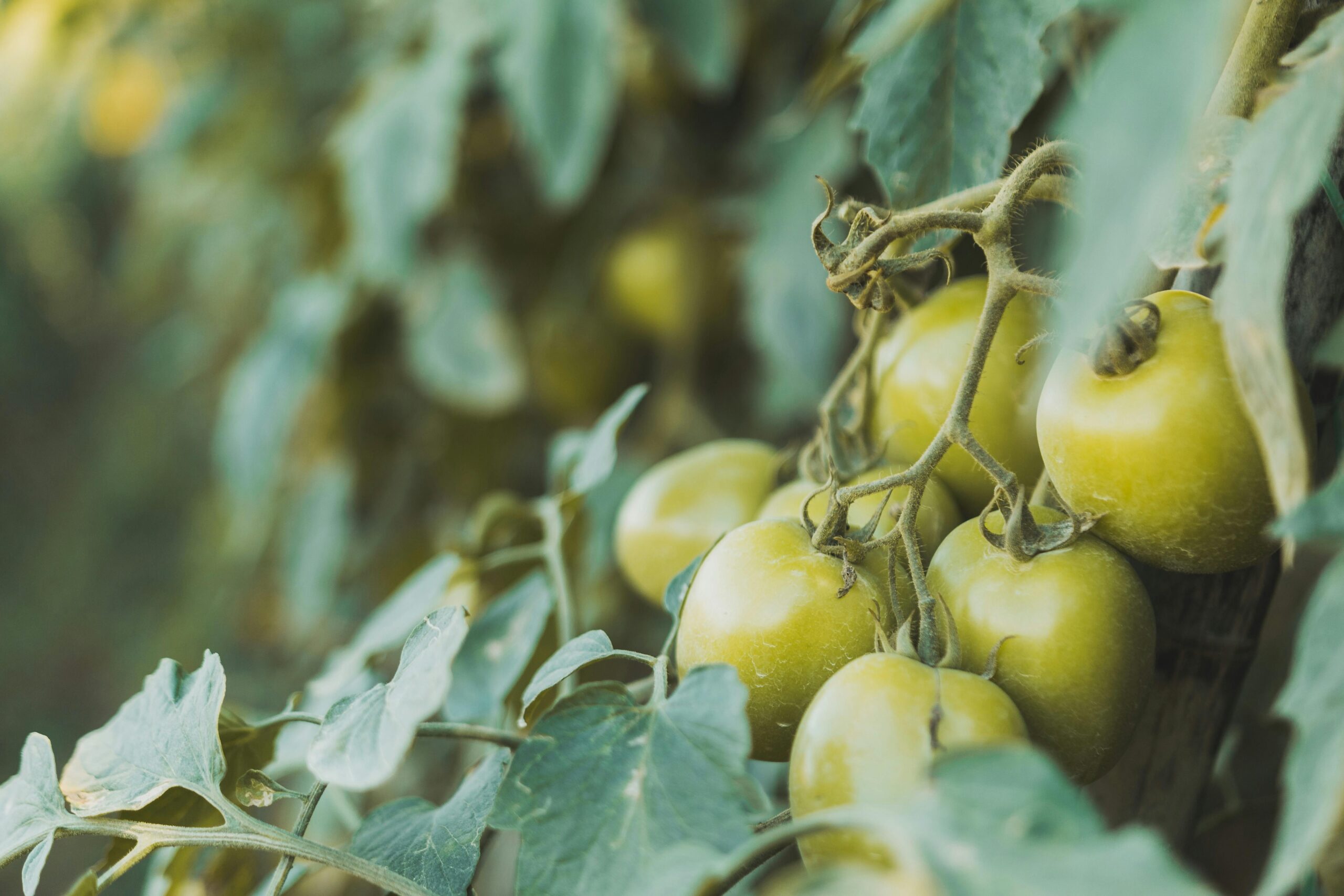 Cluster of unripe green tomatoes growing on a vine among leafy foliage in a garden or greenhouse.