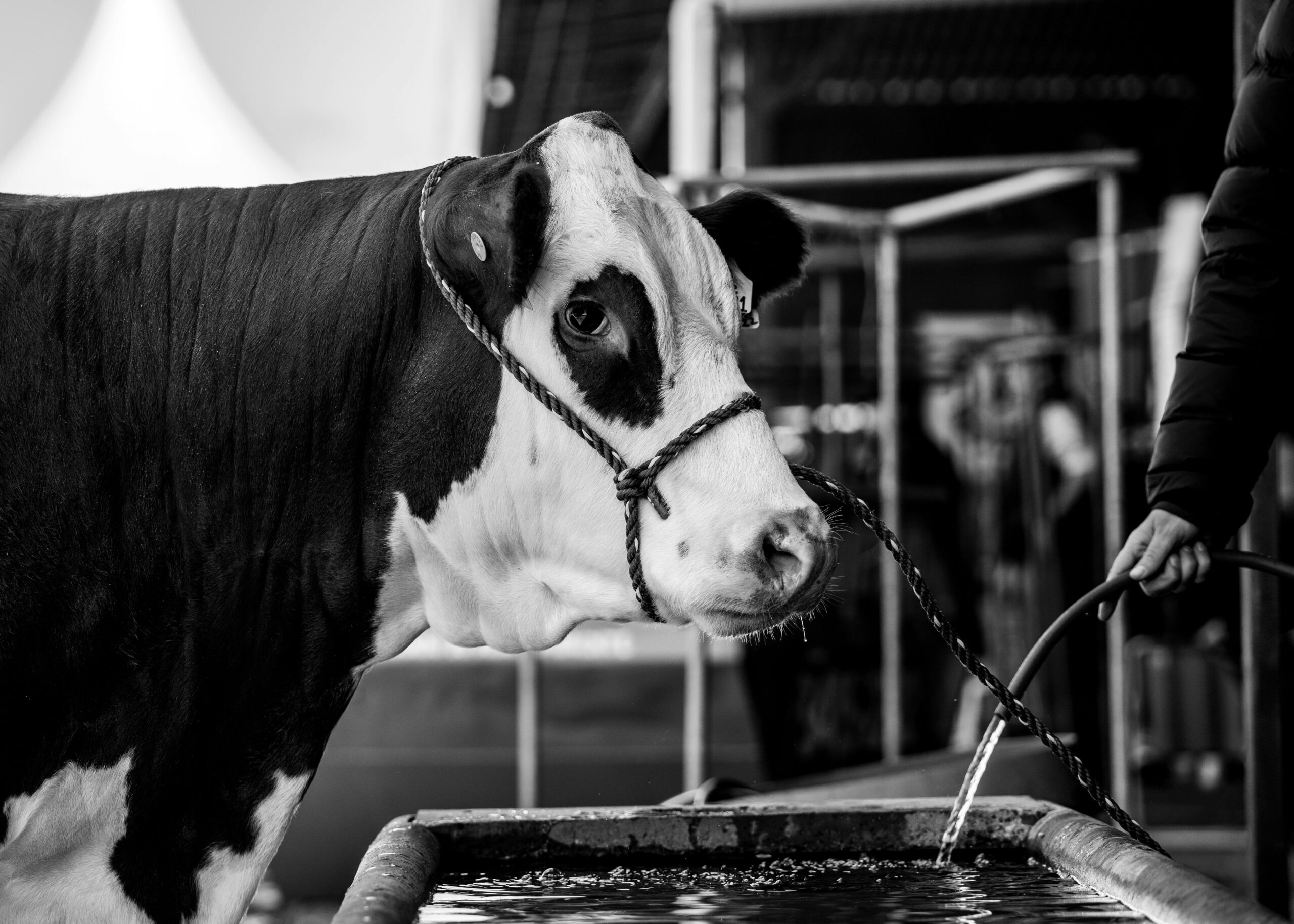 Black and white photo of a dairy cow standing beside a water trough while being guided by a handler in an indoor livestock setting.
