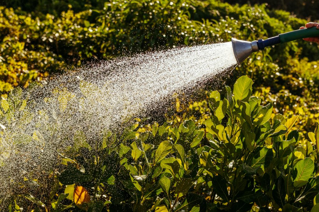 Close-up of a garden hose spraying water over lush green shrubs and plants in a sunlit outdoor landscape, with water droplets visible in the air.