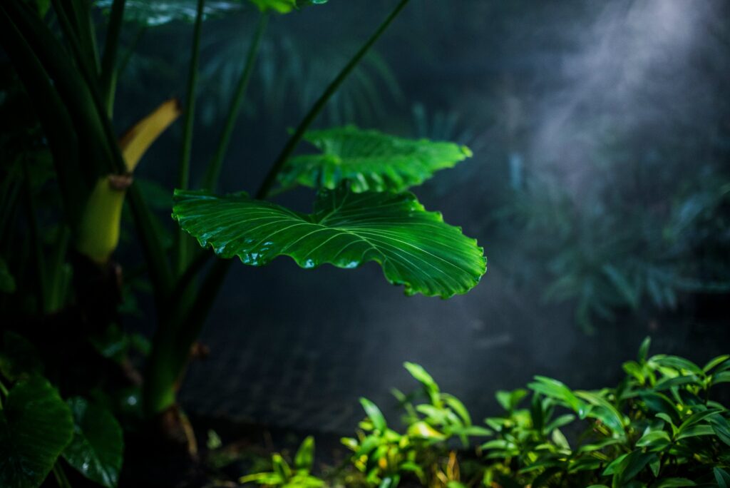 Close-up of vibrant tropical green leaves in a misty rainforest setting, illuminated by soft natural light with a blurred jungle background.
