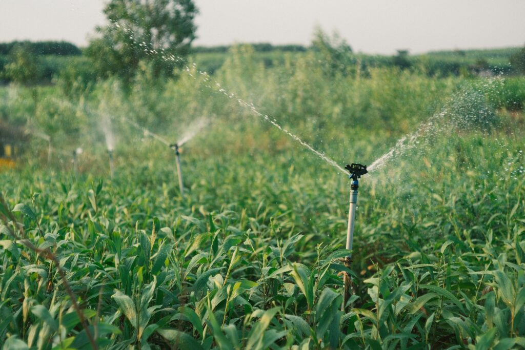 Agricultural irrigation sprinklers watering a green crop field, spraying water across rows of plants in a rural farming landscape.