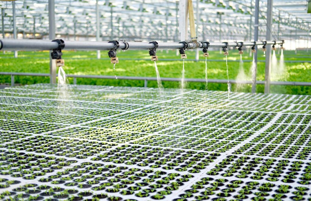 Greenhouse irrigation system watering rows of young seedlings in nursery trays.