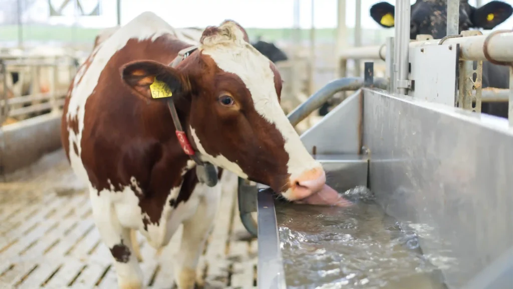 Brown and white cow drinking water from a metal trough inside a livestock barn.