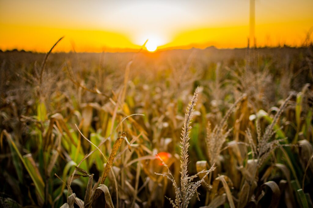 Cornfield at sunset with corn tassels in the foreground illuminated by warm golden sunlight.