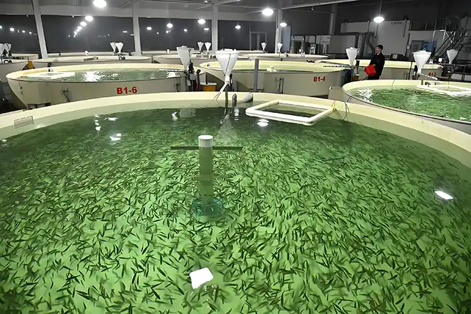 Indoor aquaculture tanks filled with small fish in green water at a fish farming facility.