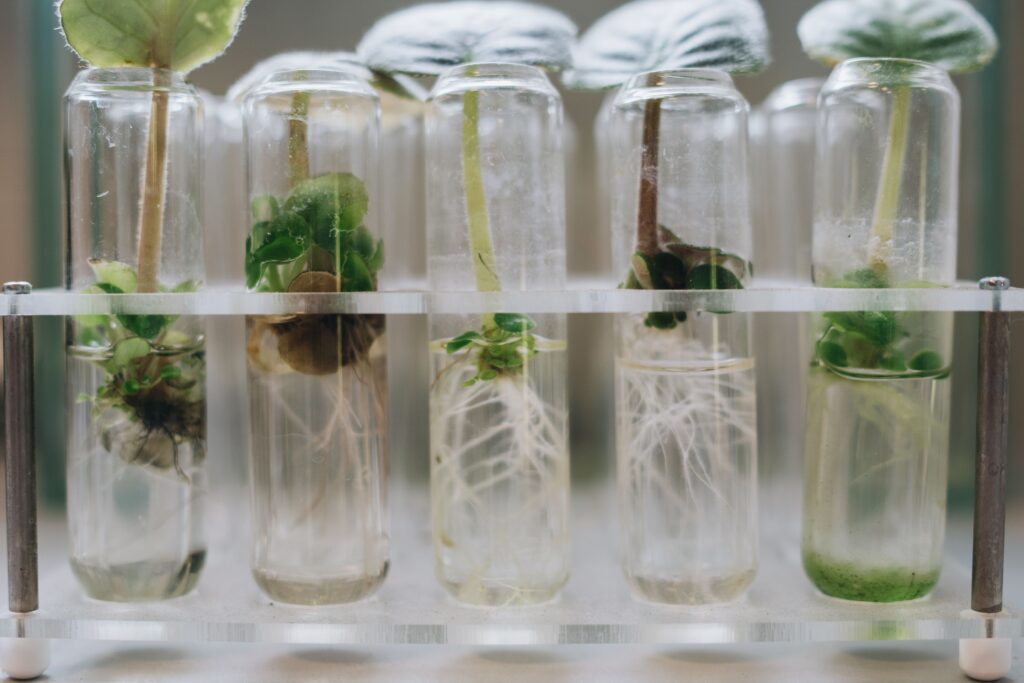 Plant samples growing roots in test tubes during a laboratory experiment.