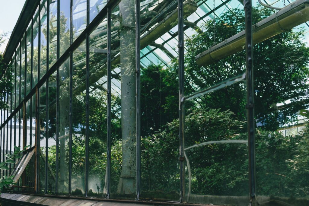 Lush green plants growing inside a glass greenhouse.
