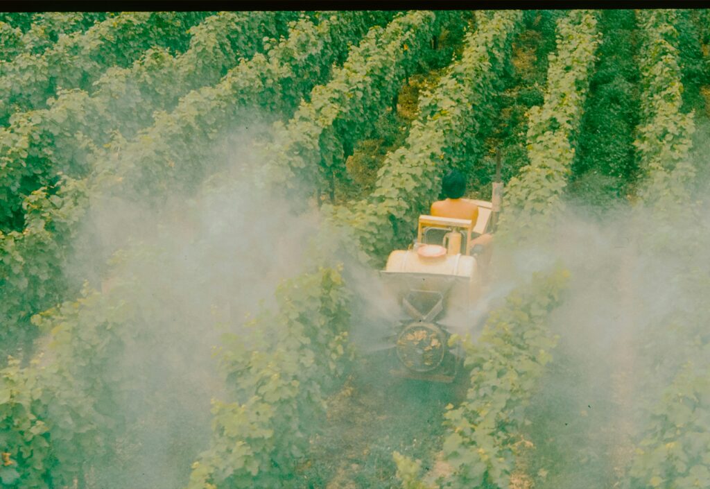 Orange tractor spraying mist between rows of lush green vineyard vines.